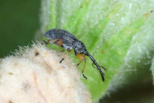 Rhopalapion longirostre